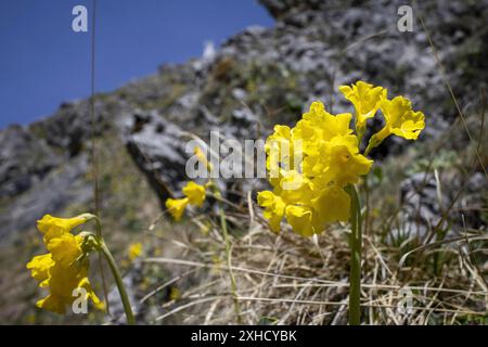 Cowslip in the Bavarian Alps Stock Photo