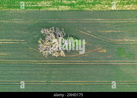 Dead tree from above Stock Photo