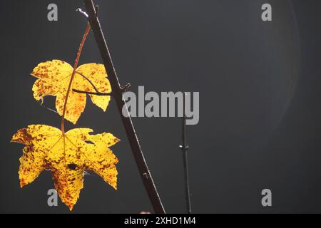 Maple leaves in autumn colours Stock Photo