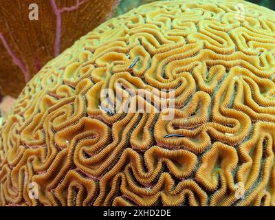 Close-up of a brain coral (Diploria labyrinthiformis) with several neon goby (Elacatinus oceanops) . Dive site John Pennekamp Coral Reef State Park Stock Photo