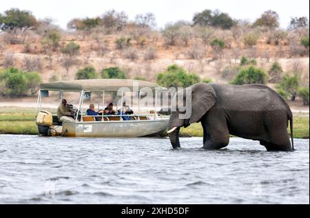 Chobe National Park, Botswana : Tourists in a boat observe elephants along the riverside of Chobe River in Chobe National Park, Botswana. Stock Photo