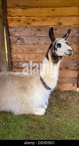 alpaca lying down at the farm in enclosure sunshine lama resting Stock Photo
