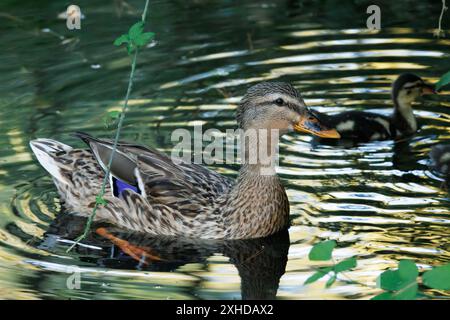 Mallard duck, Anas platyrhynchos, female with her baby with golden reflections of the sunset, Onil, Spain Stock Photo