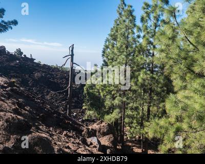 Volcanic landscape at Chinyero volcano circular hiking trail. Black ground of lava ash and rock, green endemic Canary island pines, atlantic ocean and Stock Photo