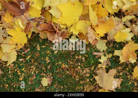 Background of golden yellow maple leaves on green grass at the end of summer as autumn arrives. Stock Photo