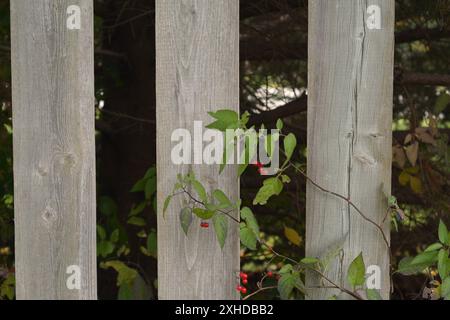 Close up of a gray weathered pressure treated fence and green plant with red berries in foreground. Stock Photo