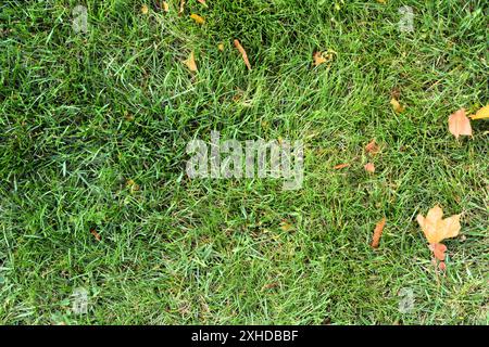 Background of green grass with a few scattered maples leaves as summer ends and autumn begins. Stock Photo