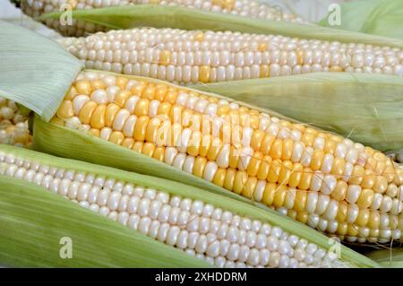 close-up of freshly harvested cleaned organic young sweet corn Stock Photo
