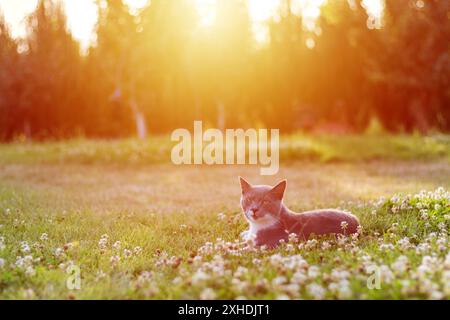 A grey cat lays in a field of white clover, basking in the warm glow of the setting sun. Stock Photo