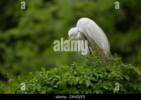 Great egret scratching her head Stock Photo