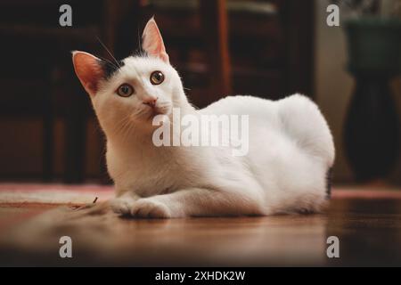 A white cat with a black patch on its head lays on a wooden floor, looking to the left. Stock Photo