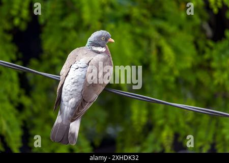 A gray pigeon sits on a power line against a blurred green background of foliage. Stock Photo