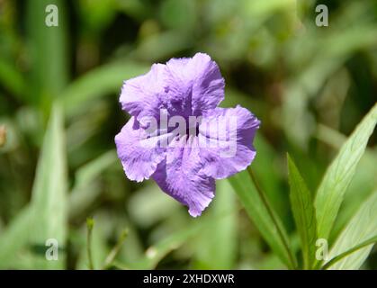 Blue Ruellia or Purple Ruellia (Ruellia coerulea) Blue. Small shrubby plant that grows to a maximum of 1 meter in height. Brazilian Fauna Stock Photo