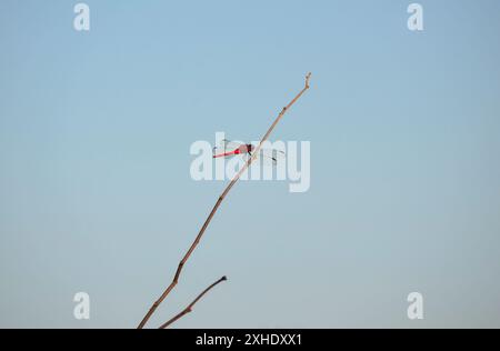 A red-tailed dragonfly resting on a dry branch on a beautiful blue sky day Stock Photo