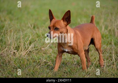 Miniature brown pinscher dog walking, playing and hunting on the farm. pet Stock Photo