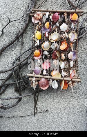 Colorful Dry seashells hanging on the wall Stock Photo