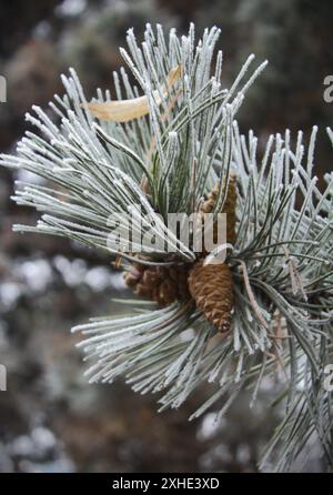 Frozen pine branch in a city park Stock Photo