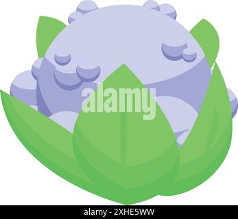 Cartoon icon of a purple cauliflower growing on a farm, concept of agriculture and healthy food Stock Vector