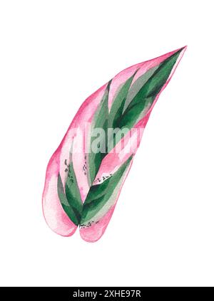 Watercolor leaf of pink Calathea stromanthe isolated on white background. Hand drawn tropical leaves of houseplants for design of packaging, fabrics, Stock Photo