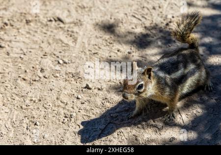 A Cascade Golden-mantled Ground Squirrel in Rocky Mountains, Colorado Stock Photo