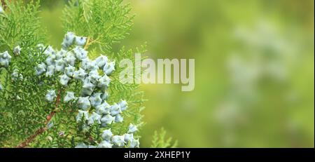 Thuja branches with young fruits. Green thuja tree with young fruits, close-up. Natural background Stock Photo