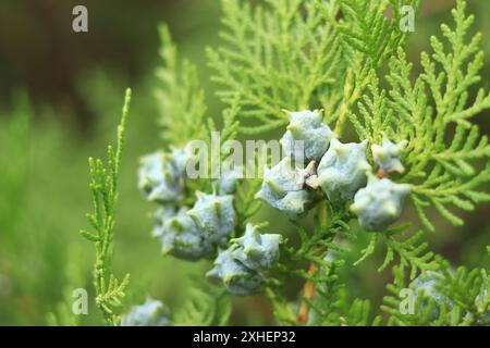 Thuja branches with young fruits. Green thuja tree with young fruits, close-up. Natural background Stock Photo