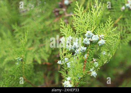 Thuja branches with young fruits. Green thuja tree with young fruits, close-up. Natural background Stock Photo