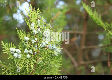 Thuja branches with young fruits. Green thuja tree with young fruits, close-up. Natural background Stock Photo