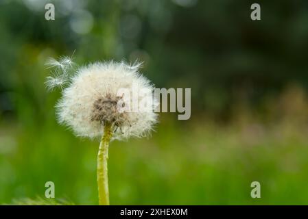 Close-up of a dandelion seed head with a blurred green background, showcasing delicate white seeds ready for dispersal. Stock Photo