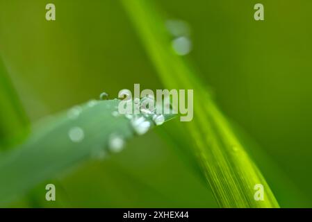Fresh rain drops on vibrant green grass blade. Stock Photo