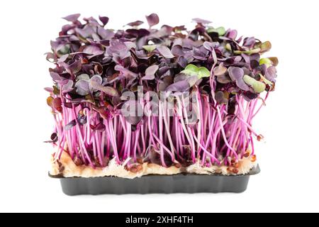 Micro green sprouts of radish isolated on white background. Microgreens on plasic tray on white background. Stock Photo