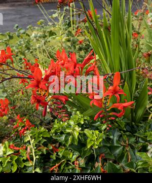 Bright red montbretia Stock Photo