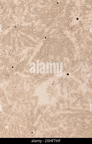 Ghost crab hole on sand beach with small natural sand balls. Stock Photo