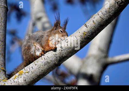 Squirrel mom is resting on tree branch Stock Photo