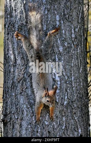 Squirrel is flexing on tree Stock Photo