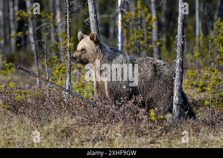 Bear tries to smell what is happening around Stock Photo