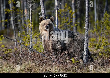Bear tries to smell what is happening around Stock Photo