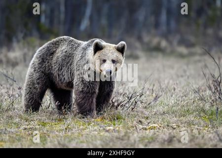 Bear tries to smell what is happening around in the night Stock Photo