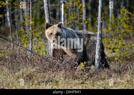 Bear tries to smell what is happening around Stock Photo