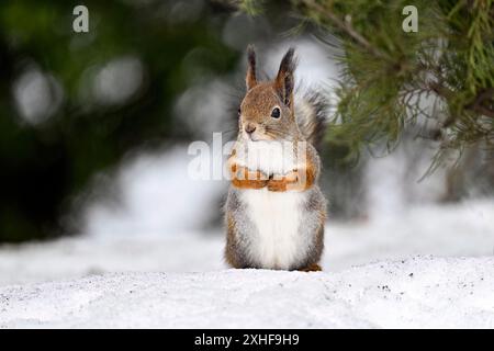 Squirrel on the snow in winter Stock Photo