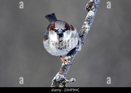 Eurasian tree sparrow Stock Photo