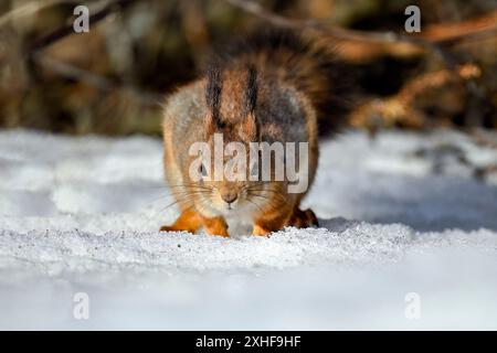 Squirrel on the snow in winter Stock Photo