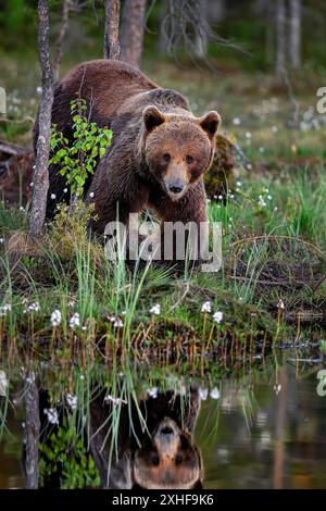 Bear is observing by the swamp lake. Stock Photo