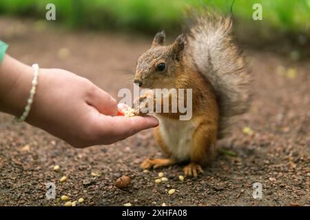 wild squirrel in the park eats from a woman's palm in park Stock Photo