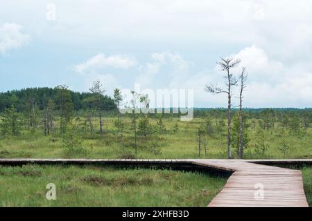 wooden walkways, nature trail on protected peat fen landscape with small birch trees Stock Photo
