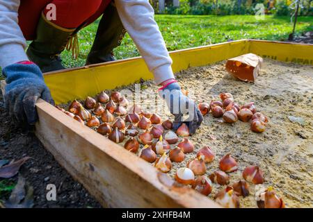 Planting tulip bulbs in a raised flower bed during a beautiful sunny autumn afternoon. Growing tulips. Fall gardening jobs background. Stock Photo