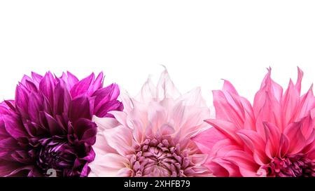 Studio portrait of 3 beautiful dinnerplate Dahlia blooms, isolated over white background. Isolated dahlia flowers. Stock Photo