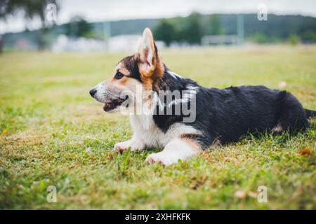 Welsh Corgi Pembroke puppy Stock Photo