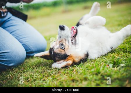 Welsh Corgi Pembroke puppy Stock Photo