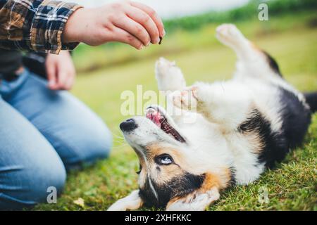 Welsh Corgi Pembroke puppy Stock Photo